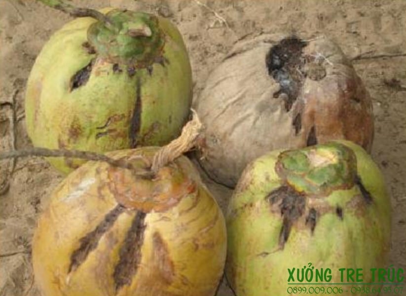 Cây Dừa - Đặc điểm, công dụng, cách trồng và chăm sóc 16