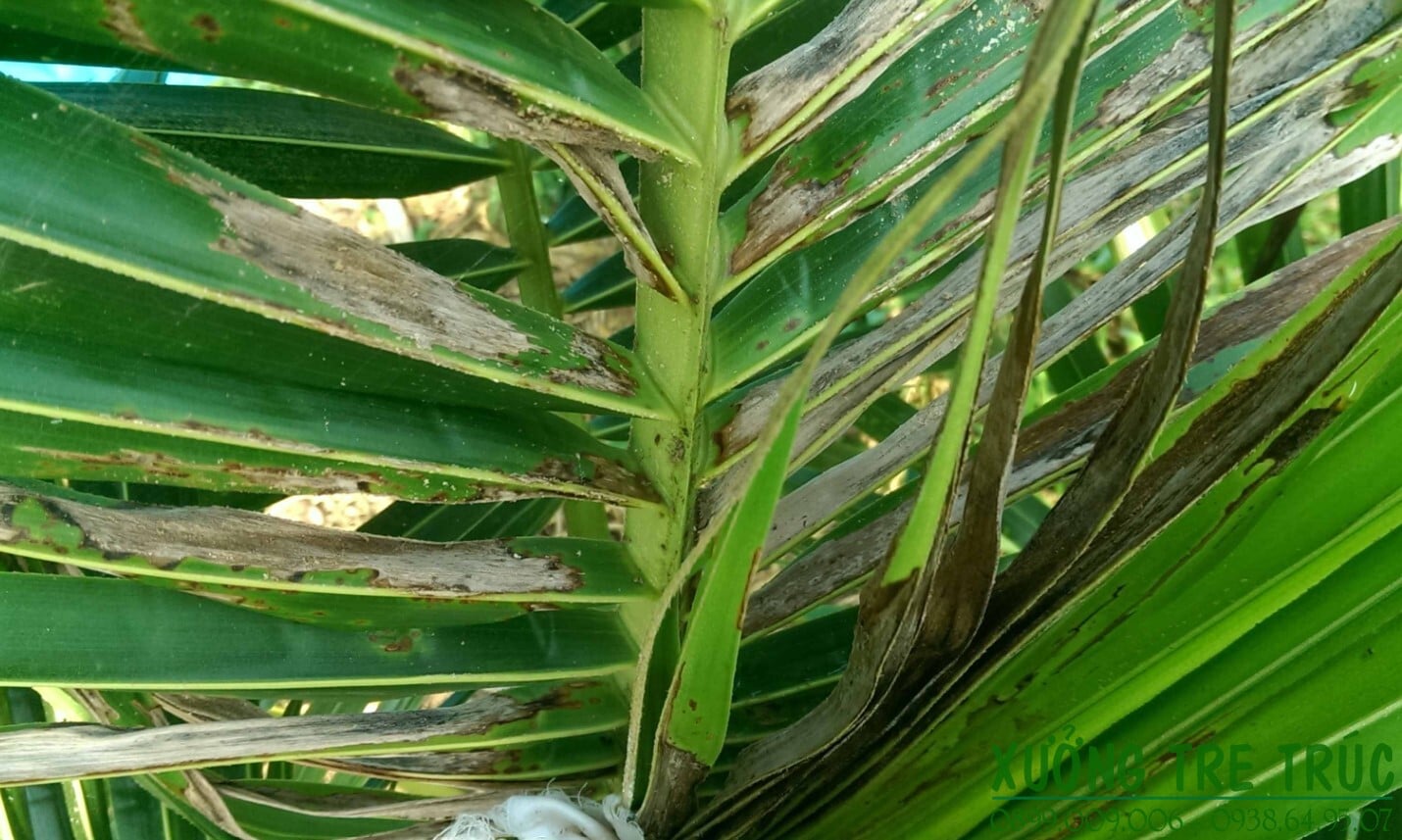 Cây Dừa - Đặc điểm, công dụng, cách trồng và chăm sóc 18