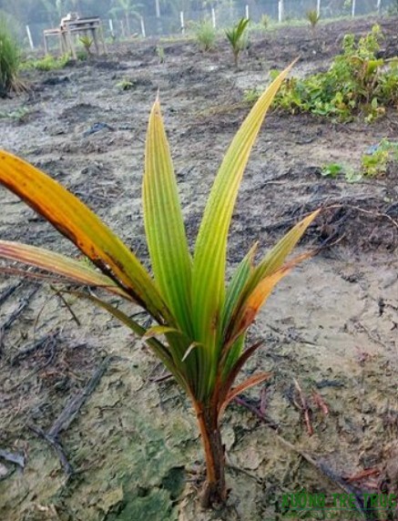 Cây Dừa - Đặc điểm, công dụng, cách trồng và chăm sóc 19