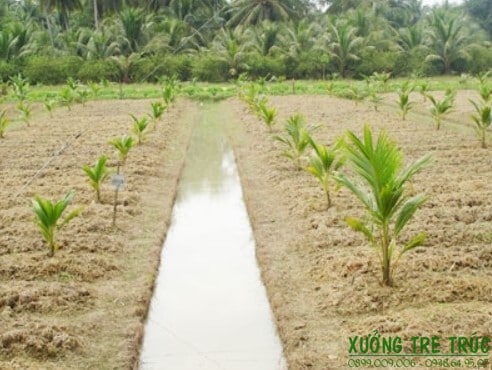 Cây Dừa - Đặc điểm, công dụng, cách trồng và chăm sóc 9