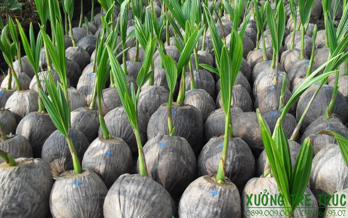 Cây Dừa - Đặc điểm, công dụng, cách trồng và chăm sóc 10