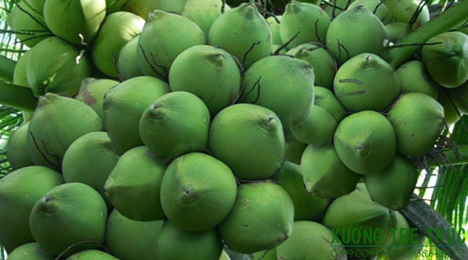 Cây Dừa - Đặc điểm, công dụng, cách trồng và chăm sóc 12