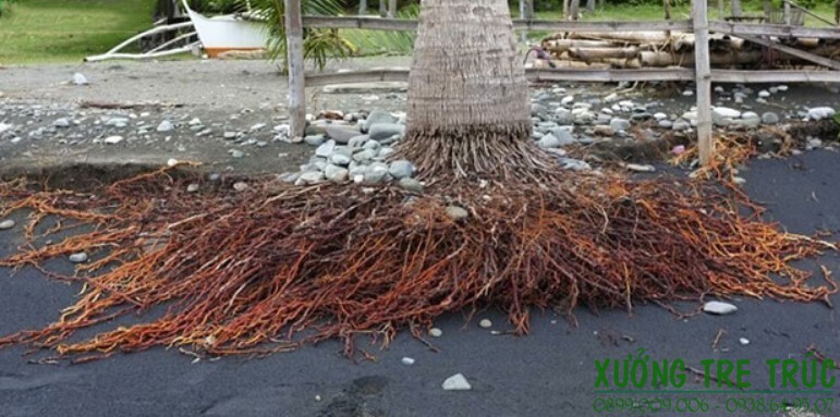 Cây Dừa - Đặc điểm, công dụng, cách trồng và chăm sóc 8