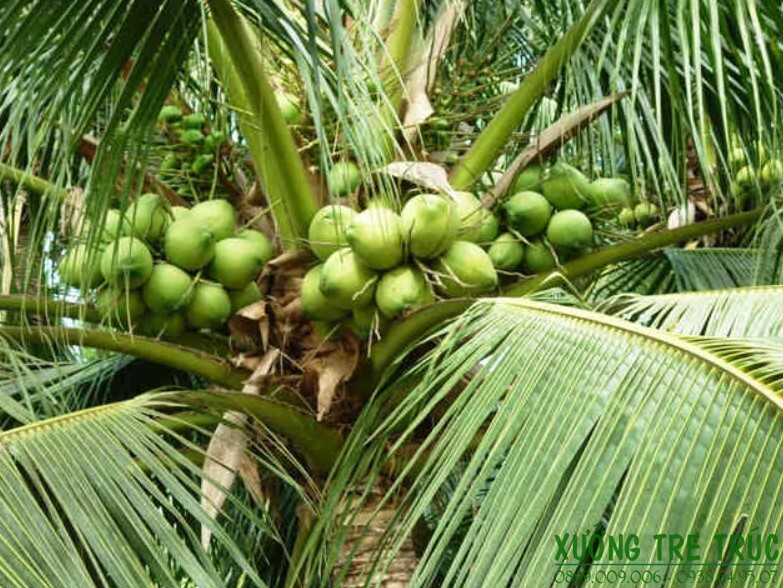 Cây Dừa - Đặc điểm, công dụng, cách trồng và chăm sóc 11