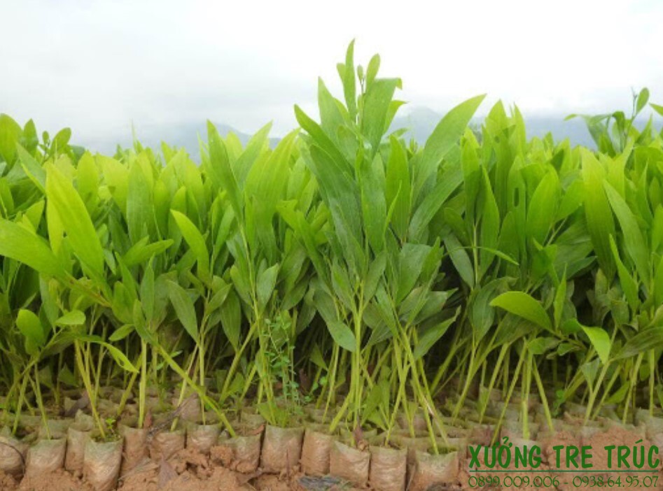 Cây tràm - Đặc điểm, phân loại, cách trồng rừng tràm 16