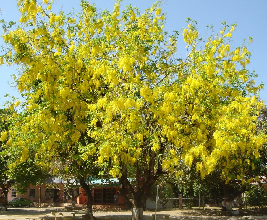 cây bò cạp vàng