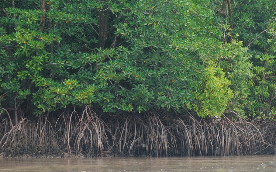 Cây đước - Đặc điểm, công dụng của Cây đước