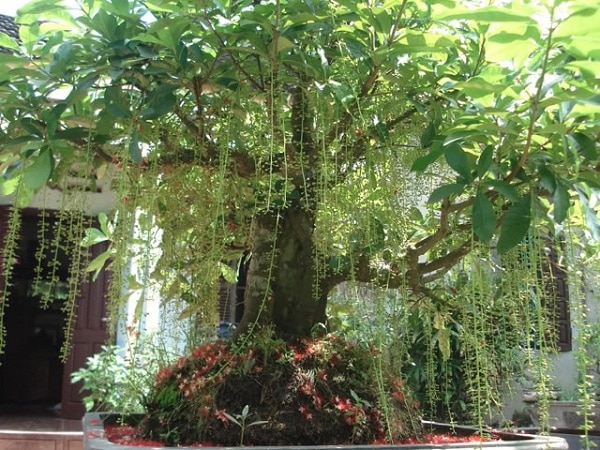 Cây lộc vừng - Đặc điểm và công dụng của cây lộc vừng