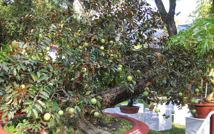 Cây vú sữa - Đặc điểm, công dụng, cách chăm sóc